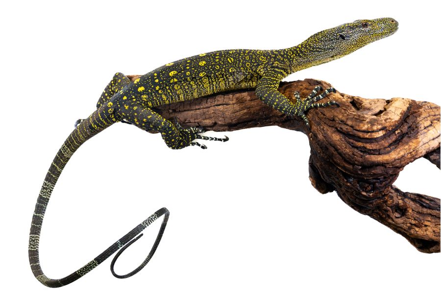 Varanus salvadorii