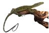 Varanus salvadorii