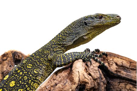 Varanus salvadorii