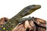 Varanus salvadorii
