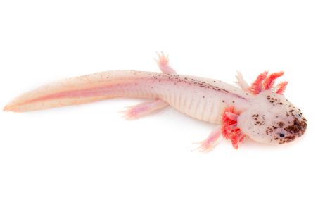 copy ofAmbystoma mexicanum (axolotl), copper, 15-20 cm