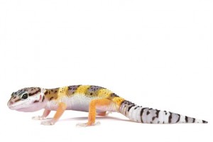 Eublepharis macularius