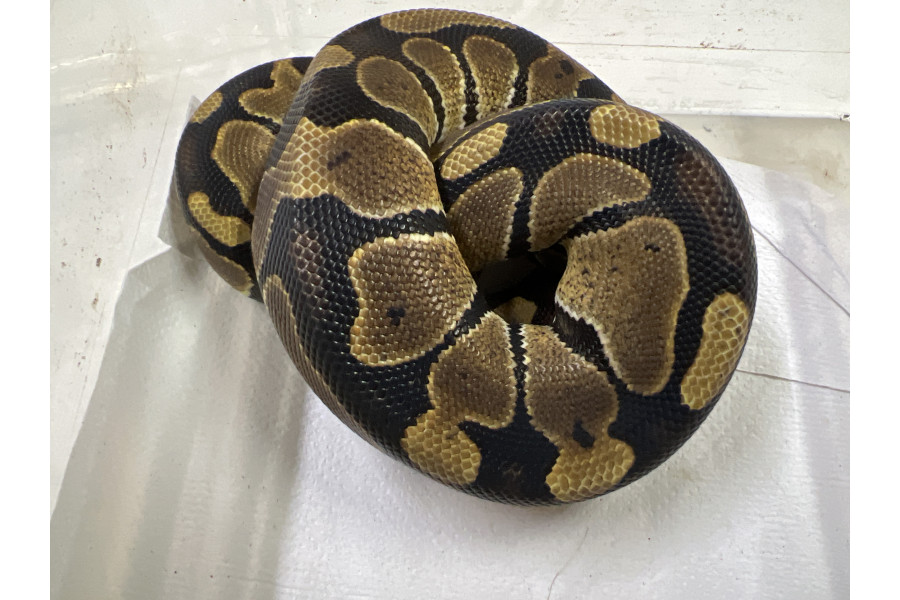 Python regius, albinos olivius, Togo