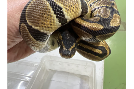 Python regius, albinos olivius, Togo