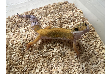 Eublepharis macularius, albinos olivius, juvénile