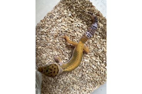 Eublepharis macularius, albinos olivius, juvénile