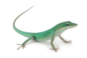 Anolis carolinensis, juvénile NC