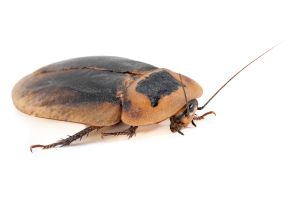 Archimandrita tesselata