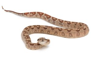 Boa c. imperator, hypo. aztec 100% het VPI