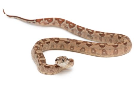 Boa c. imperator, hypo. aztec 100% het VPI