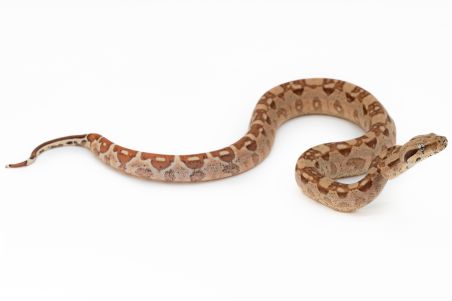 Boa c. imperator, hypo. aztec 100% het VPI