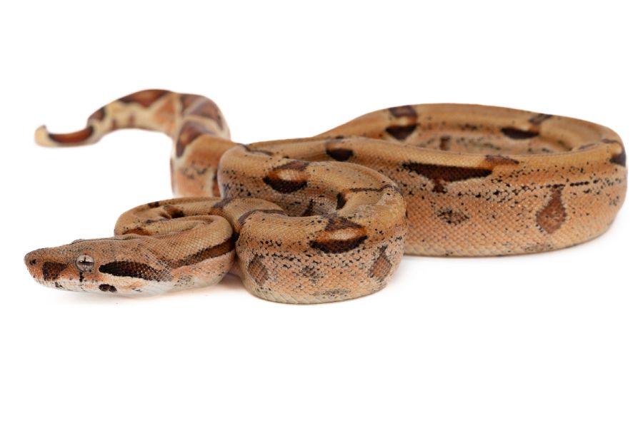 Boa c. imperator, hypo salmon 100% het albinos