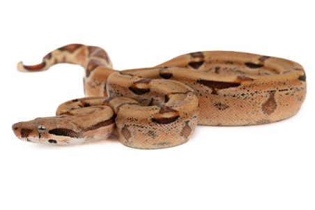 Boa c. imperator, hypo salmon 100% het albinos