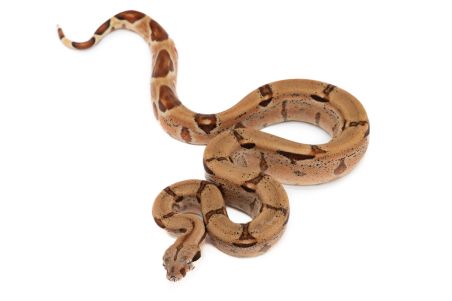 Boa c. imperator, hypo salmon 100% het albinos