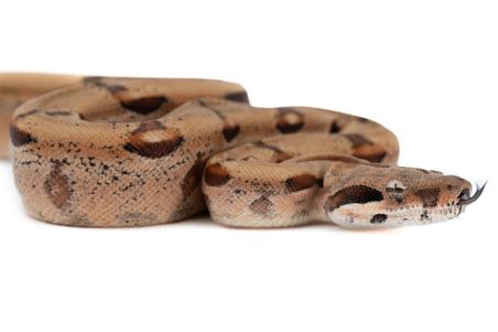 Boa c. imperator, hypo salmon 100% het albinos