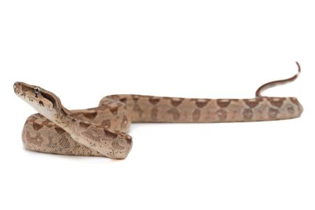 Boa c. imperator, hypo. aztec 100% het VPI