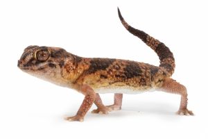 Chondrodactylus angulifer, RED