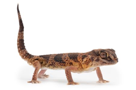 Chondrodactylus angulifer, RED