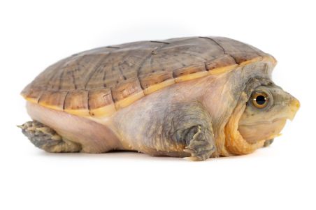 Claudius angustatus, juvénile NC