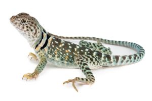 Crotaphytus collaris