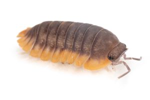 Cubaris sp. "red edge"