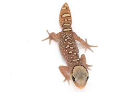 Diplodactylus galeatus