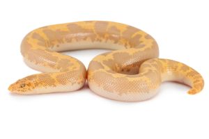 Eryx (Gongylophis) colubrinus loveridgei albinos