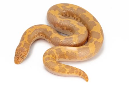 Eryx (Gongylophis) colubrinus loveridgei albinos