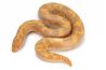 Eryx (Gongylophis) colubrinus loveridgei albinos