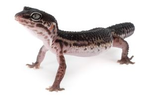 Eublepharis macularius, mack snow black night