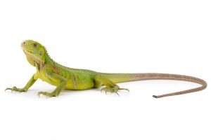 Iguana delicatissima