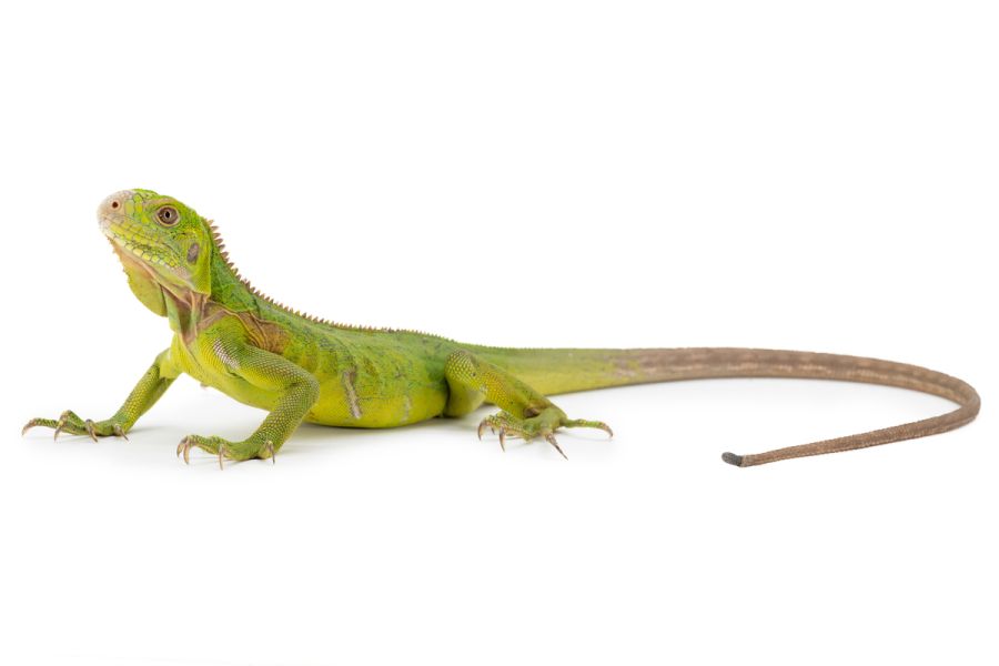 Iguana delicatissima