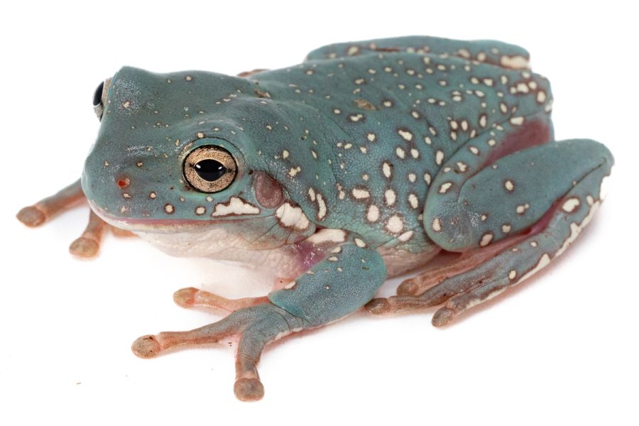 Litoria caerulea, super snowflake