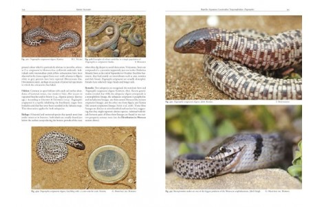 Amphibians and Reptiles of Morocco