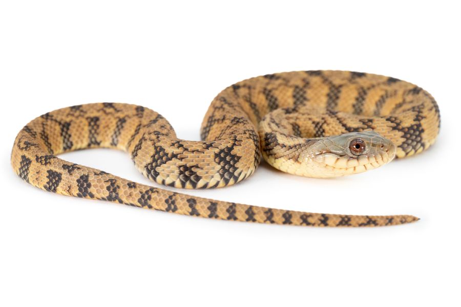 Nerodia rhombifer, 2025