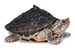 Pangshura tentoria circumdata