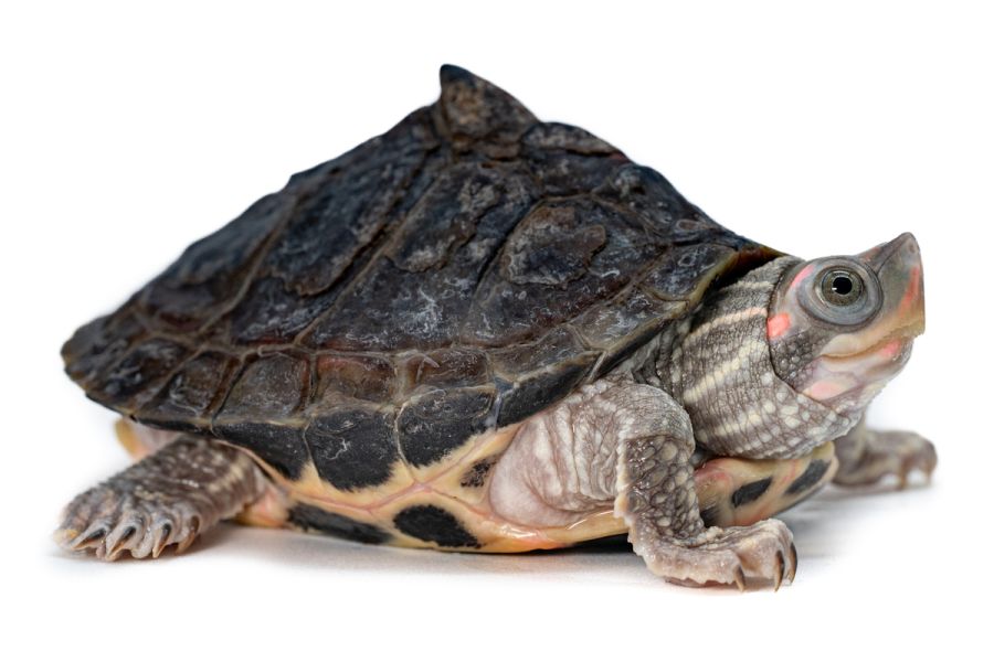 Pangshura tentoria circumdata