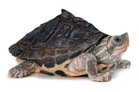 Pangshura tentoria circumdata