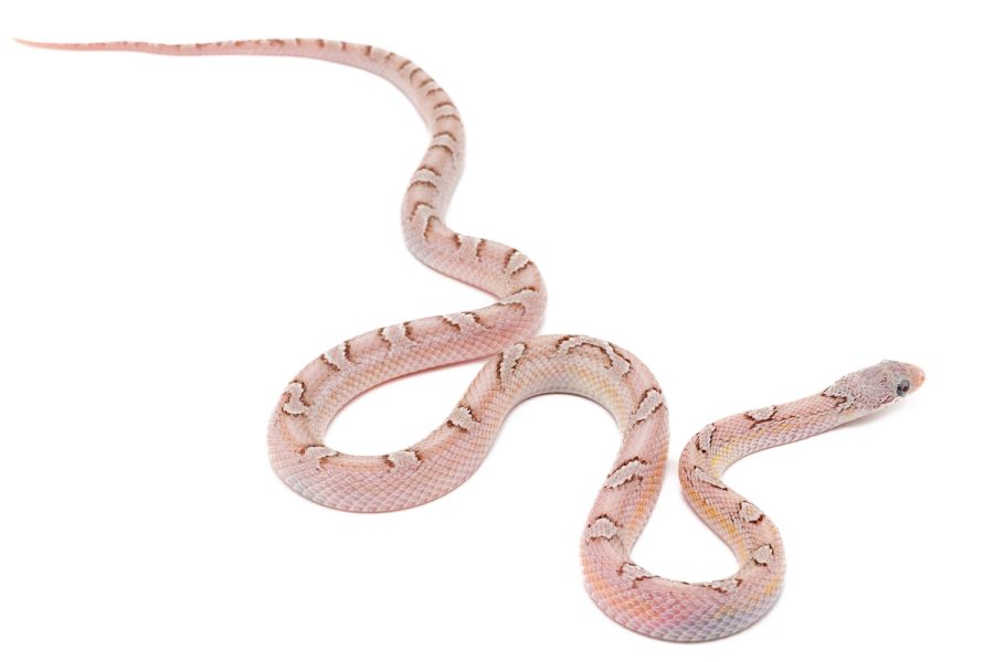 Pantherophis guttatus, amber cinder