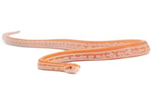 Pantherophis guttatus, mandarin tessera motley