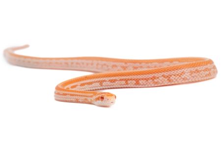 Pantherophis guttatus, mandarin tessera motley