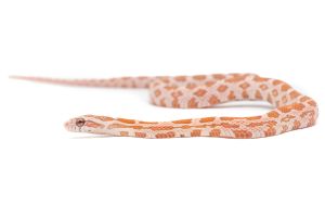 Pantherophis guttatus, ultramel ghost red factor