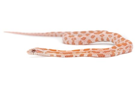 Pantherophis guttatus, ultramel ghost red factor