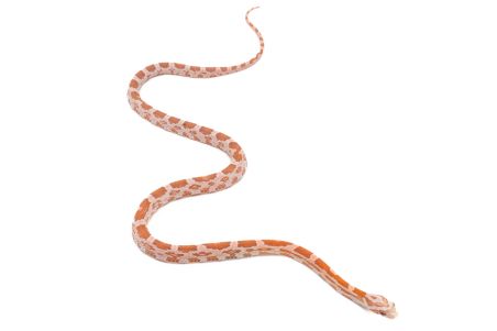 Pantherophis guttatus, ultramel ghost red factor