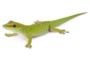 Phelsuma grandis, "high red", juvénile