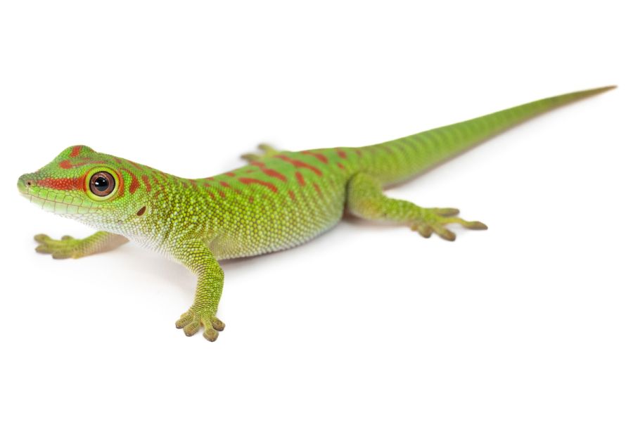 Phelsuma grandis, "high red", juvénile