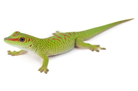 Phelsuma grandis, "high red", juvénile