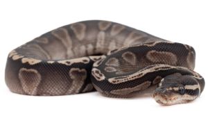 Python regius, GHI enchi vanilla