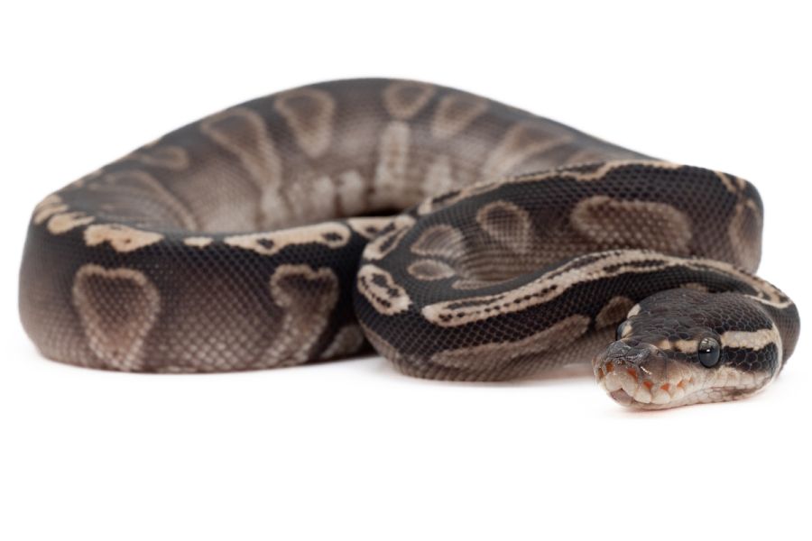 Python regius, GHI enchi vanilla