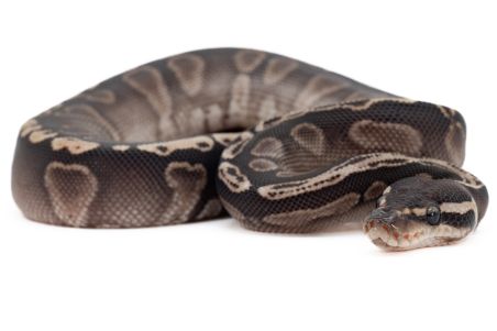 Python regius, GHI enchi vanilla